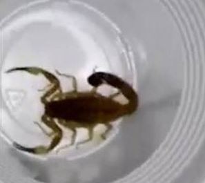 El portero de un edificio de Recoleta atrapó un escorpión