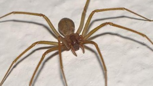 La picó una araña en su casa y murió