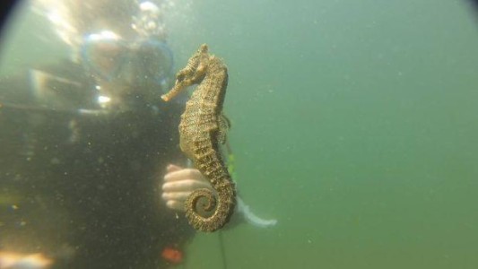 Captan momento en que caballito de mar macho da a luz