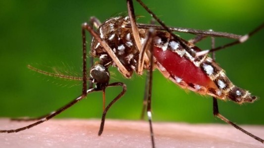 La OPS estima que el virus zika llegará a toda A.Latina y pide controlar el mosquito