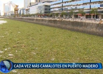 Cada vez más camalotes en Puerto Madero