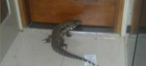 Un vecino del barrio de Versalles encontró un lagarto en su puerta
