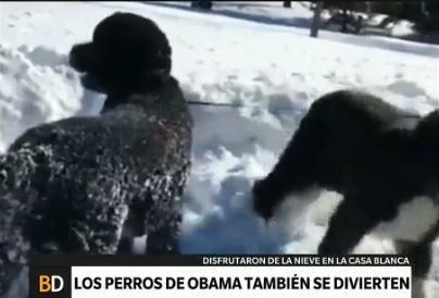 Los perros de la familia Obama disfrutan de la nieve