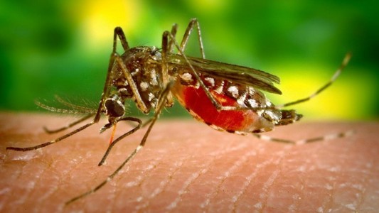 Analizan un posible caso del virus zika en la Argentina