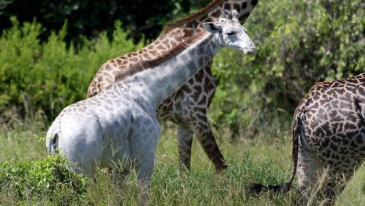 Ella es "Omo", la jirafa blanca descubierta en Tanzania