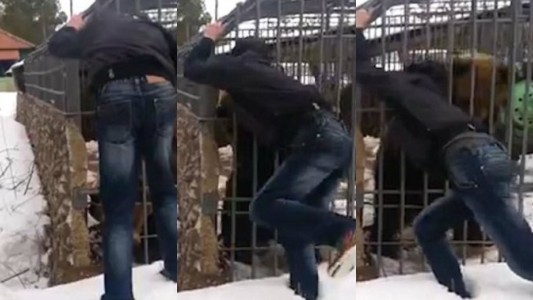 Estaba borracho, intentó acariciar un oso y perdió la mano