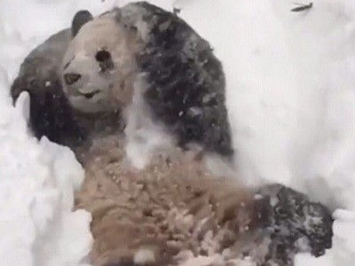 #EsViral El oso panda que disfruta de la nieve