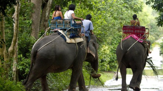 Un elefante mata a un turista británico en el sur de Tailandia