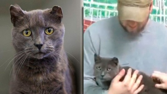 Una gata huyó de su casa para buscar a su dueño y lo encontró 4 años después