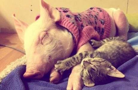 La amistad entre Laura y Marina, una chanchita y una gatita que conmueven a todos