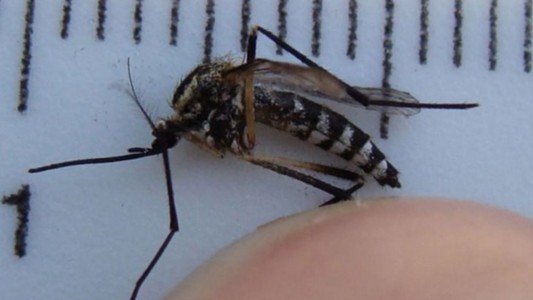 Salta confirmó el primer caso de fiebre chikungunya