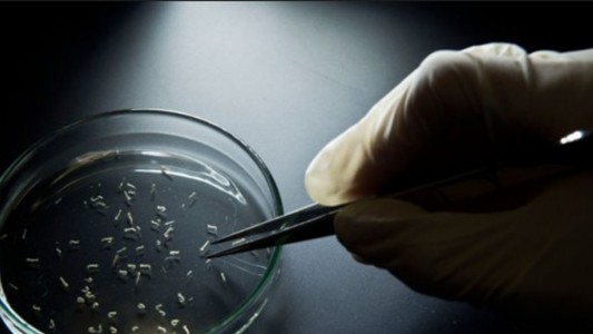 Estados Unidos confirmó el primer caso de zika por transmisión sexual