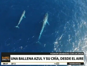 Una ballena azul y su cría vista desde arriba