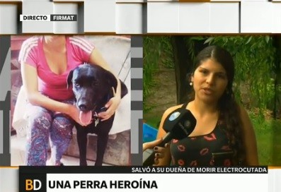 La historia de Wendy, la perra heroína que salvó a su dueña de morir electrocutada
