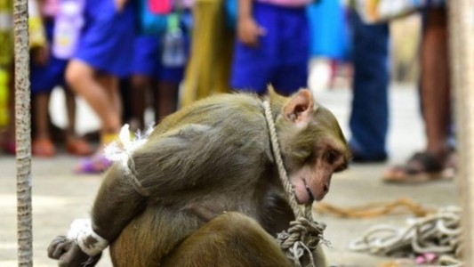 Insólito: el mono ladrón que fue arrestado y expuesto a una humillación pública