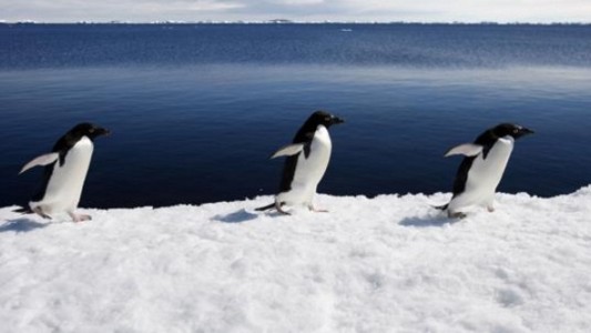 Un iceberg gigante mató a 150.000 pingüinos en la Antártida