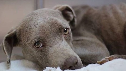 Veterinario consultó a usuarios en Facebook si debía salvar o sacrificar a una perra