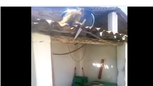 Video: pánico en un bar por un mono alcoholizado con un cuchillo