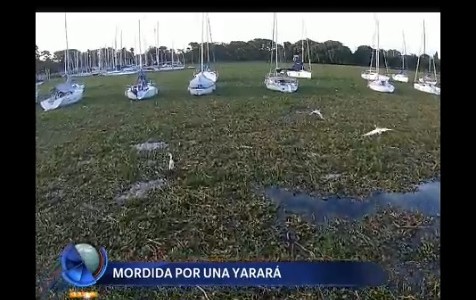 Una chica de 12 años fue mordida por una yarará en el Río de la Plata
