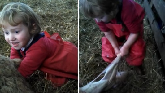 Video: Pequeña "partera" de tres años ayuda a dar a luz a una oveja