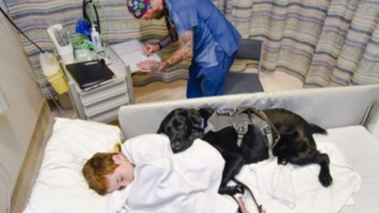 Mahe, el perro que cuida a un niño autista en la cama de un hospital