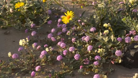 El desierto Valle de la Muerte se llena de vida con flores silvestres