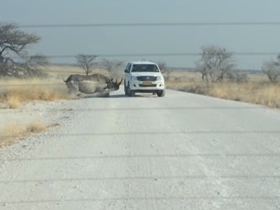 #EsViral El ataque del rinoceronte a un micro de turistas