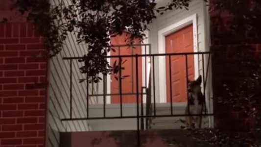 Lo mataron en un asalto y su perro lo esperó durante semanas