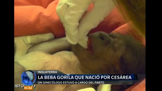 Video: emocionante nacimiento de una beba gorila por cesárea