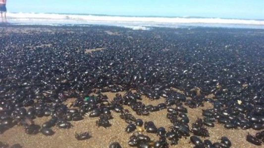 Invasión de escarabajos en las playas de Mar de AJó