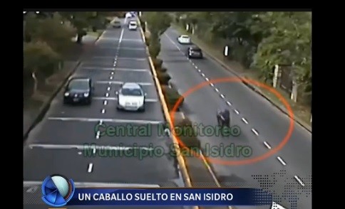 Video: un caballo suelto en San Isidro