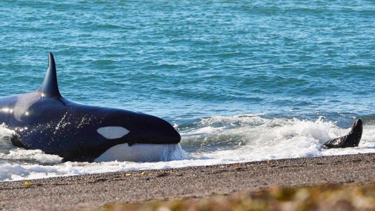 Comenzó la temporada de orcas en Punta Norte