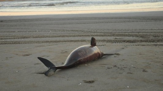 Encontraron 23 delfines muertos en playas de la Costa Atlántica