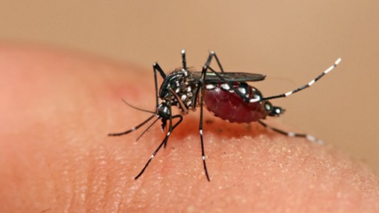 El falso viral sobre el dengue que puso en alerta a la Ciudad por WhatsApp