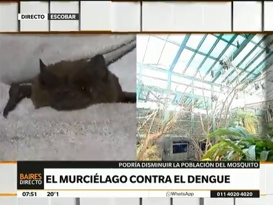 Murciélagos contra el dengue