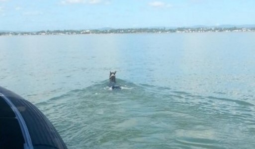 Rescataron sano y salvo a un caballo que nadó 11 kilómetros en el mar