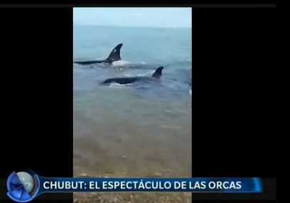 Chubut: el show de las orcas