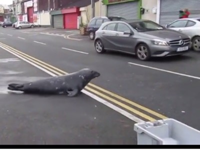 #EsViral La foca en el restaurante