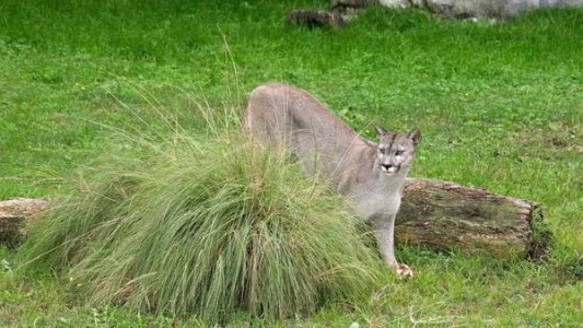 Un puma suelto aterrorizó un barrio de Pilar