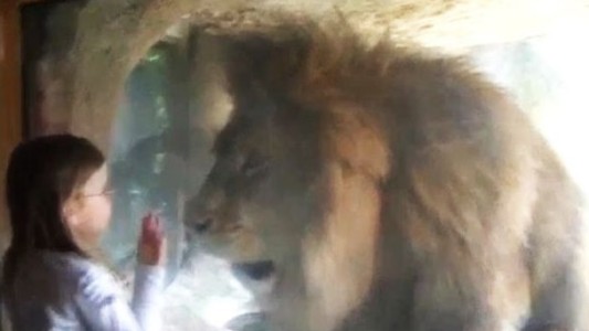 #EsViral La niña que quiso besar a un león en un zoológico