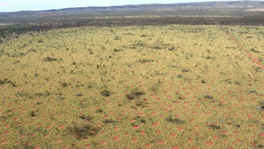 El misterio de los “círculos de hadas” en Australia