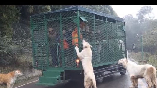 El zoológico del revés: personas enjauladas y animales sueltos