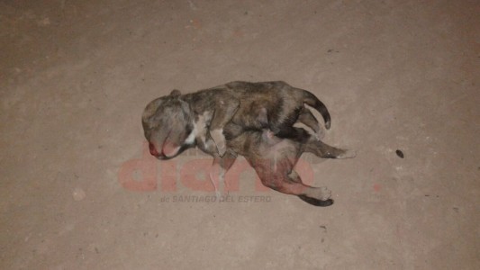 Perro de siete patas conmocionó a un pueblo santiagueño