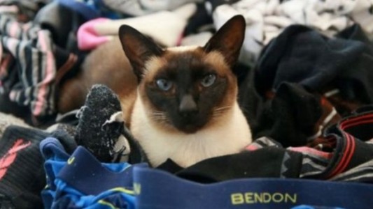 La historia de la gata que robaba ropa interior de hombre en Nueva Zelanda