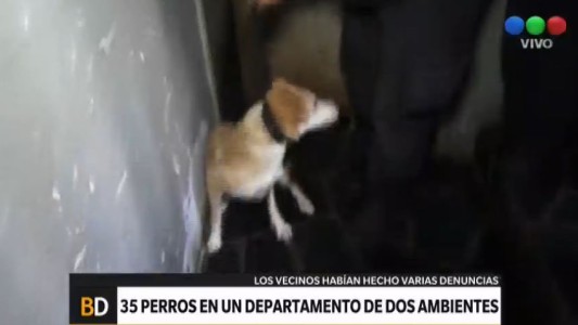 35 perros en un departamento de dos ambientes