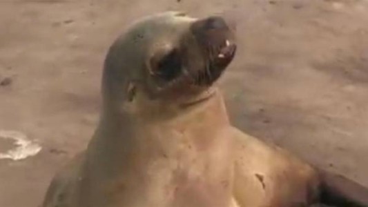 Video: una leona marina “llora” a su cría y conmueve al mundo