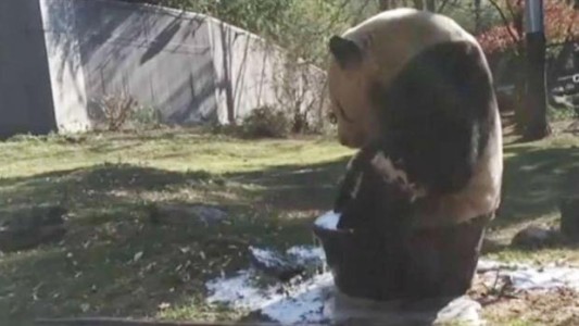 Video: el oso panda Tian Tian se dio un baño de burbujas en el zoo
