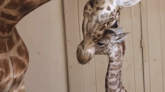 ¡Muy tierno!: la jirafa bebé que nació en un zoo de California