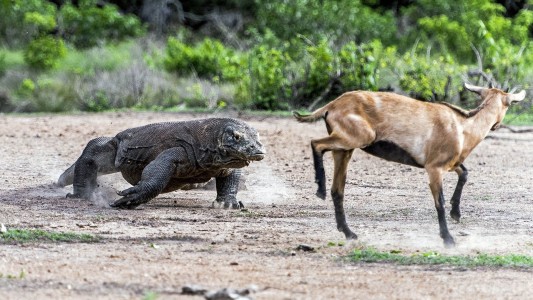 Fotos impactantes: asì cazan dos dragones de komodo a una cabra