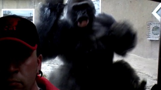 Peligro en el zoo: un gorila intentó atacar a un hombre que estaba sacando una selfie